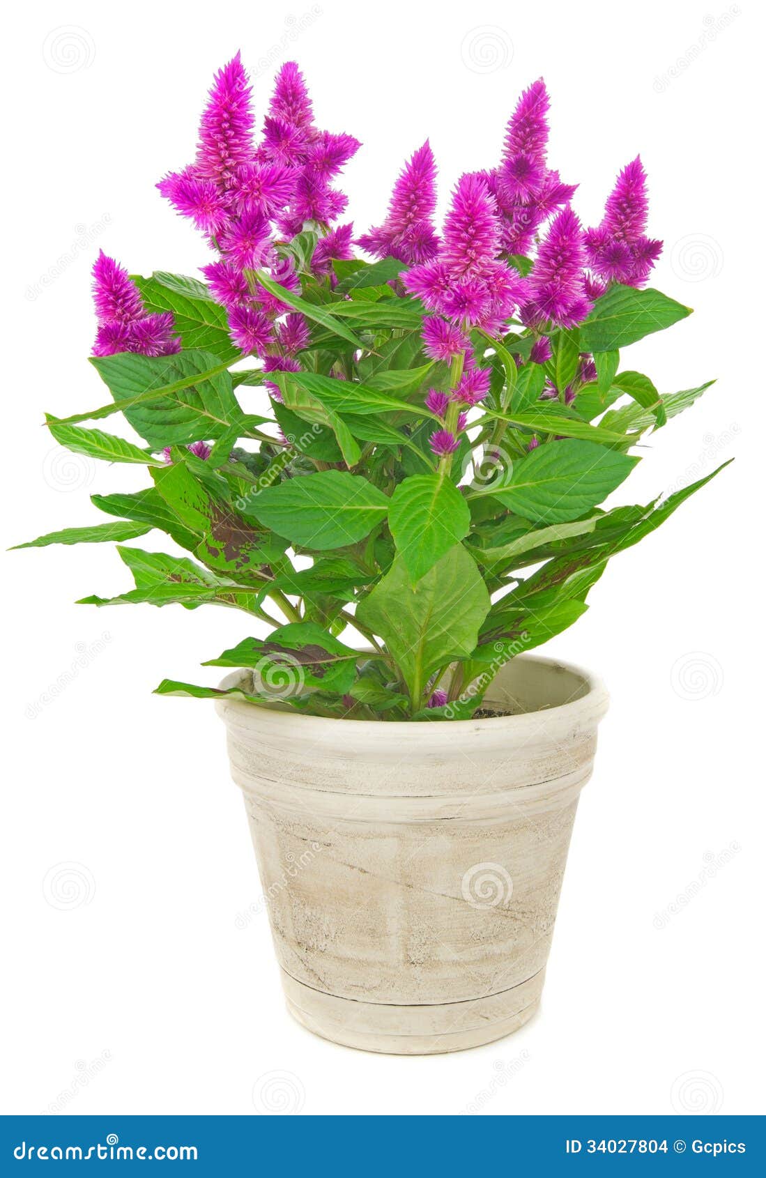 a potted cockscomb celosia spicata plant