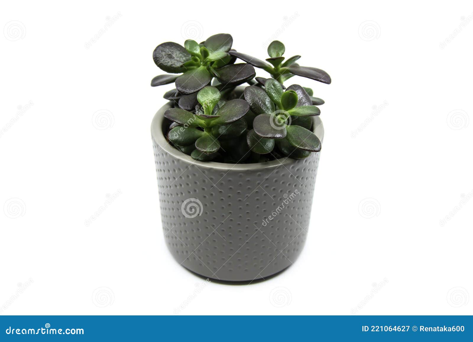 potted crassula ovata or pigmyweeds home plant  on white background