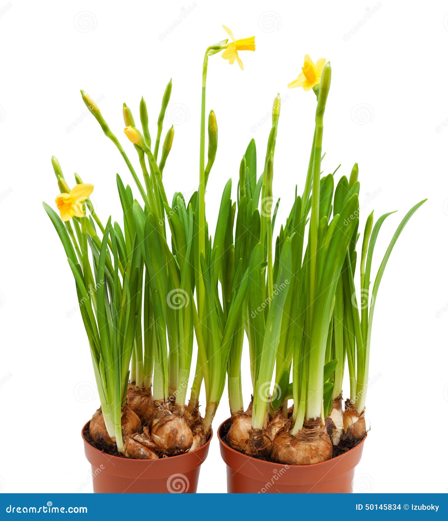Potted Daffodil Flowers Grow Pots Isolated Stock Photo - Image of green ...