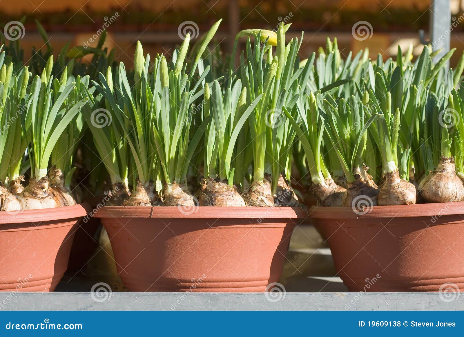 Potted Daffodils stock photo. Image of closeup, botanic 19609138