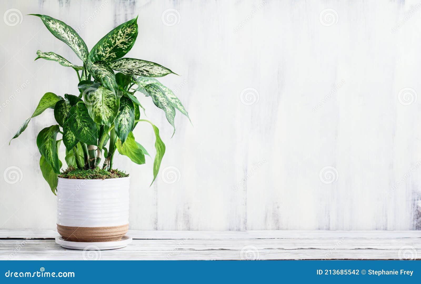 potted dumb cane dieffenbachia over a white table