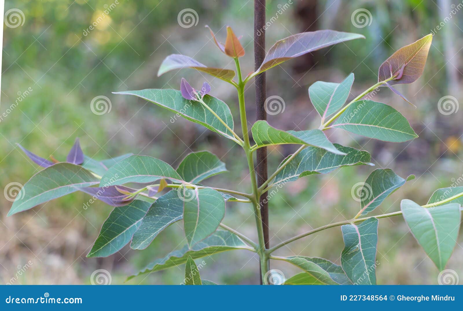 56+ Eucalyptus Deglupta Als Zierpflanze, Je größer der kübel, umso