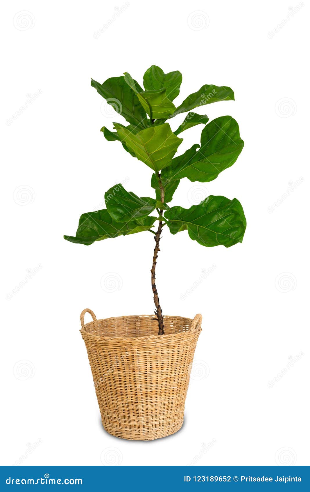 Potted Ficus Larata or Fiddle Leaf Fig Tree Isolated Stock Photo