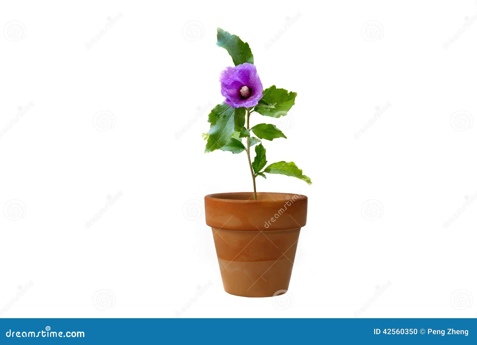 A potted flower stock photo. Image of gardening, white 42560350