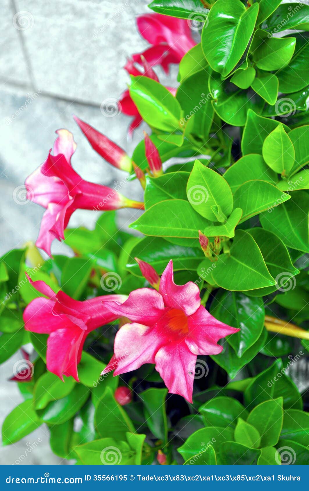 Potted flower stock image. Image of patio, potted, planter 35566195