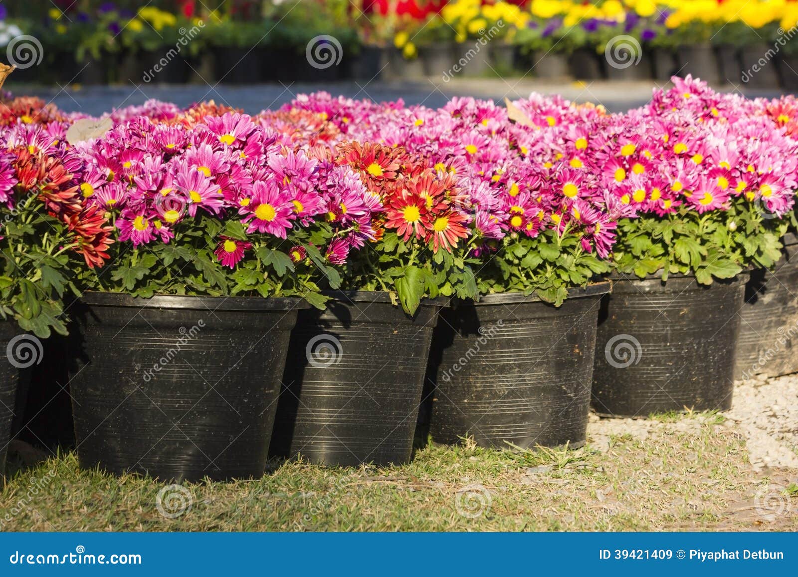 potted flower stock image. image of jardiniere, pink - 39421409