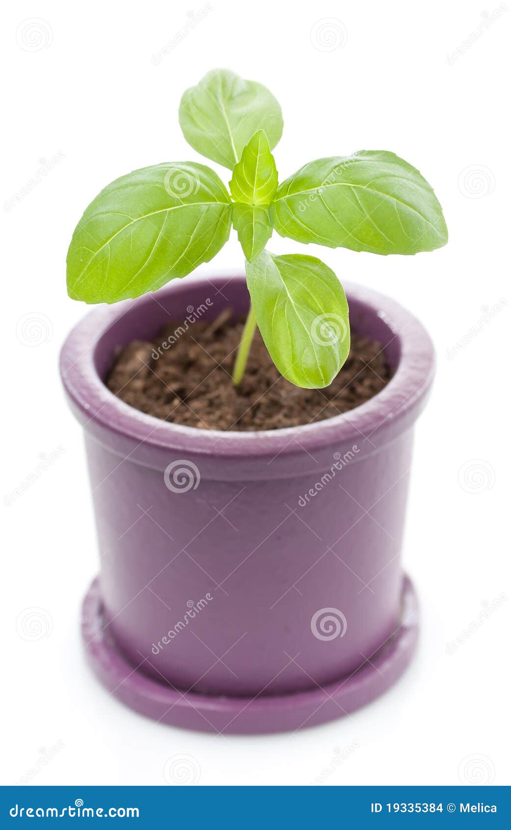 Potted fresh basil plant. stock photo. Image of ceramic 19335384