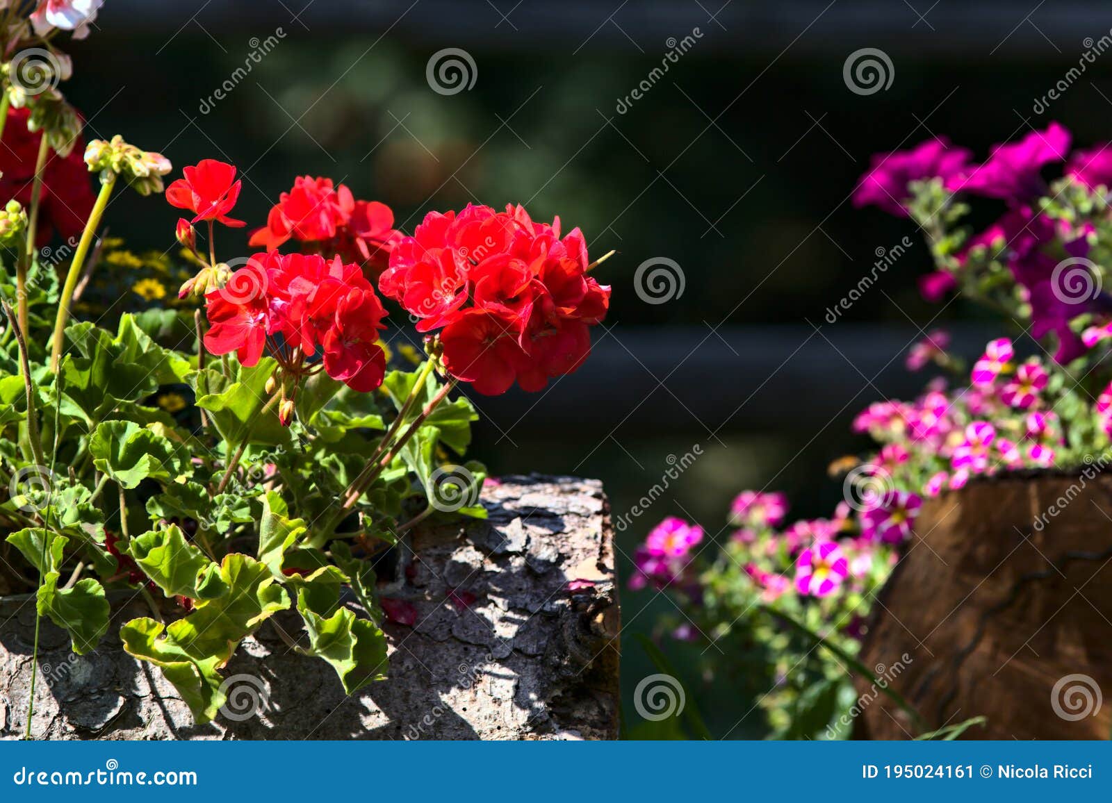 Potted Geraniums Lit by the Sun at Midday Stock Image Image of