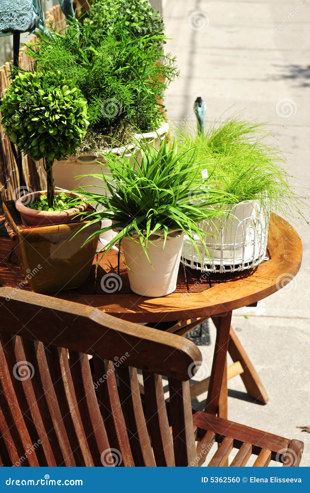 Potted green plants stock photo. Image of decorating, container 5362560