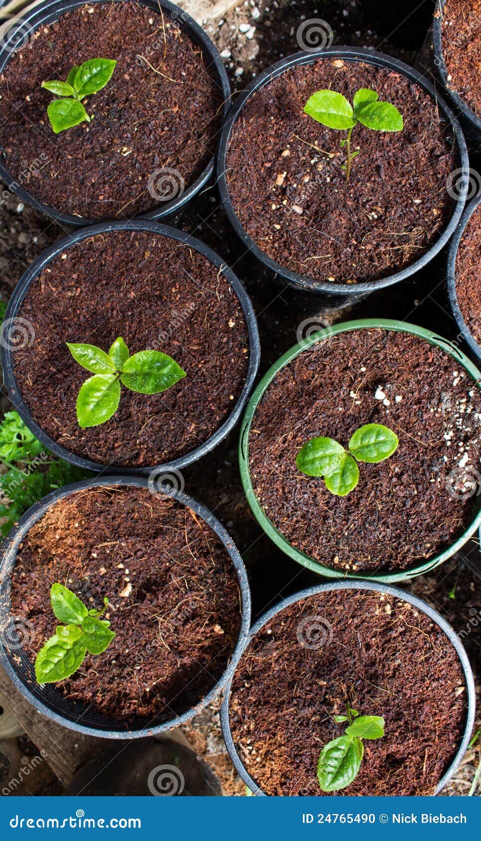 Potted Green Tea Plant stock photo. Image of fresh, morning 24765490