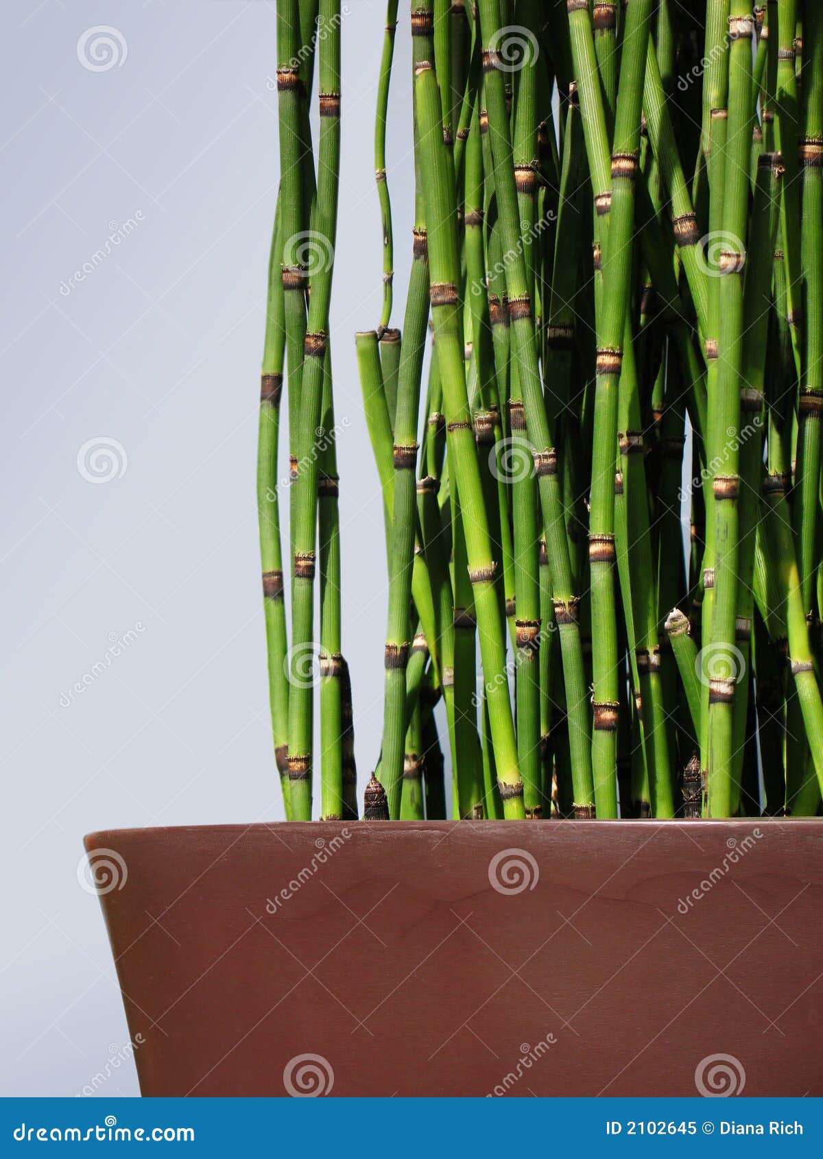 potted horsetail