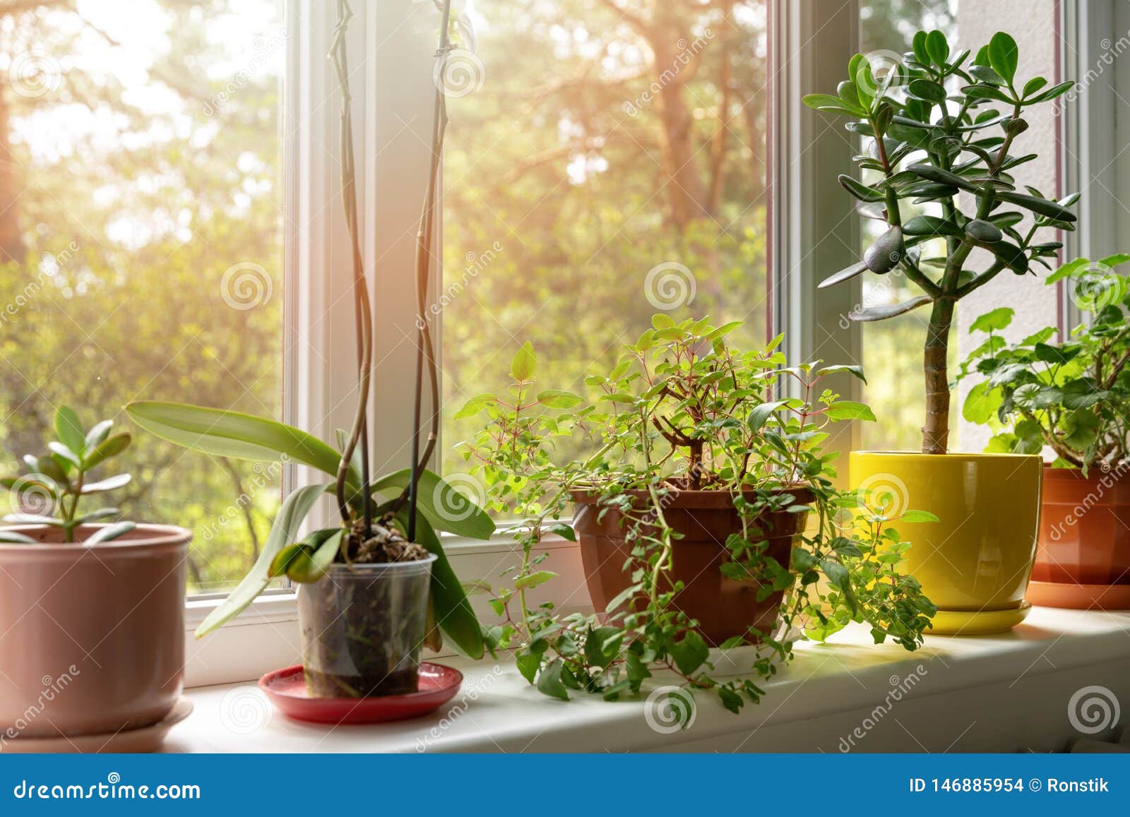 potted indoor plants on sunny windowsill