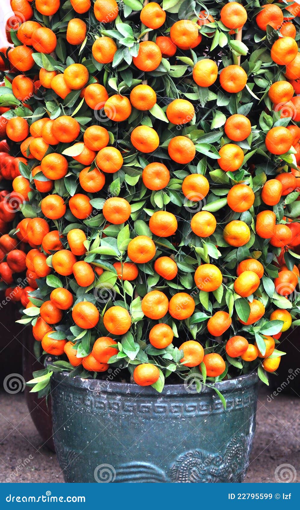 Potted kumquat trees stock image. Image of botany, fruit 22795599