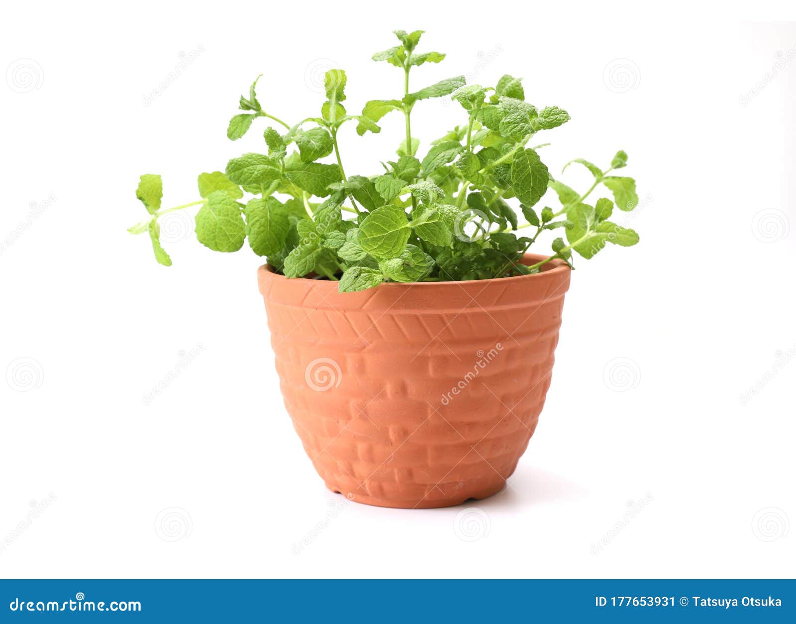 Potted Mint in a White Background Stock Image Image of white, green