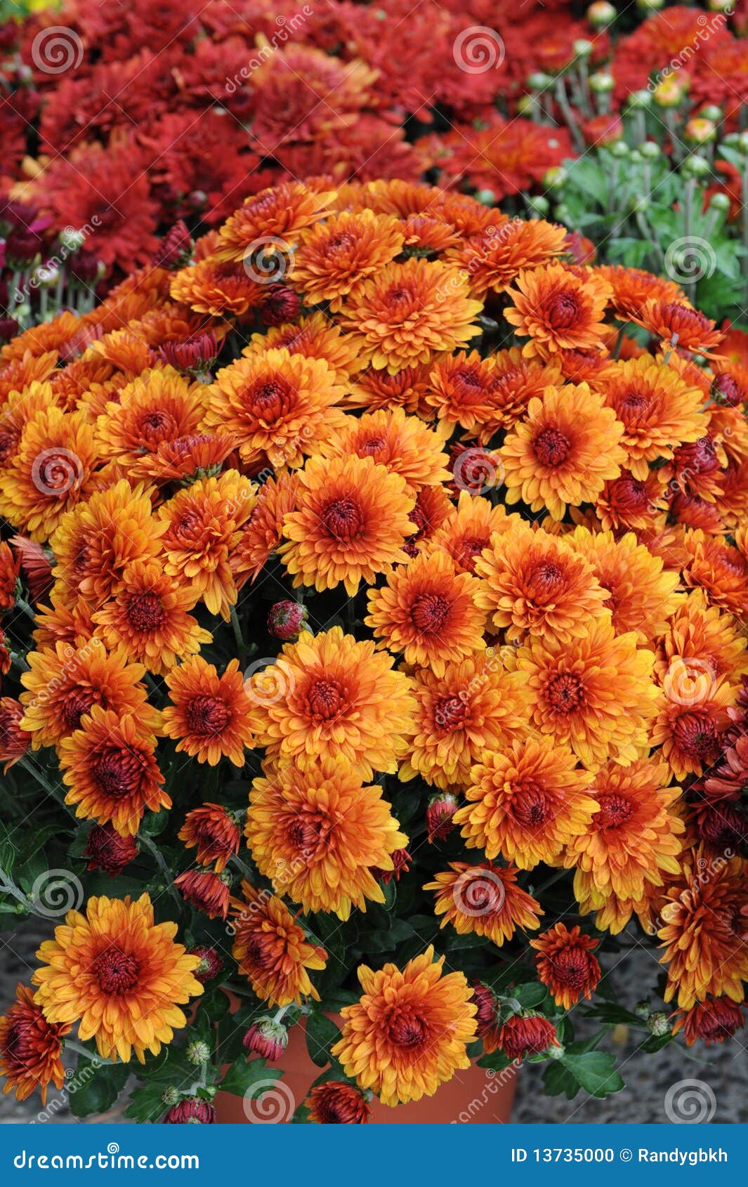 Potted Mums 1 stock photo. Image of color, giesbrecht 13735000