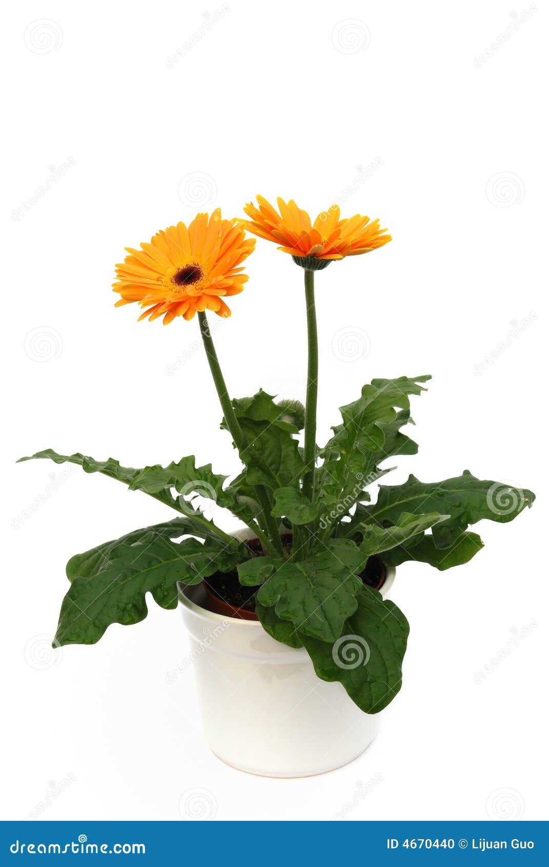 Potted orange gerber daisy stock photo. Image of potted 4670440