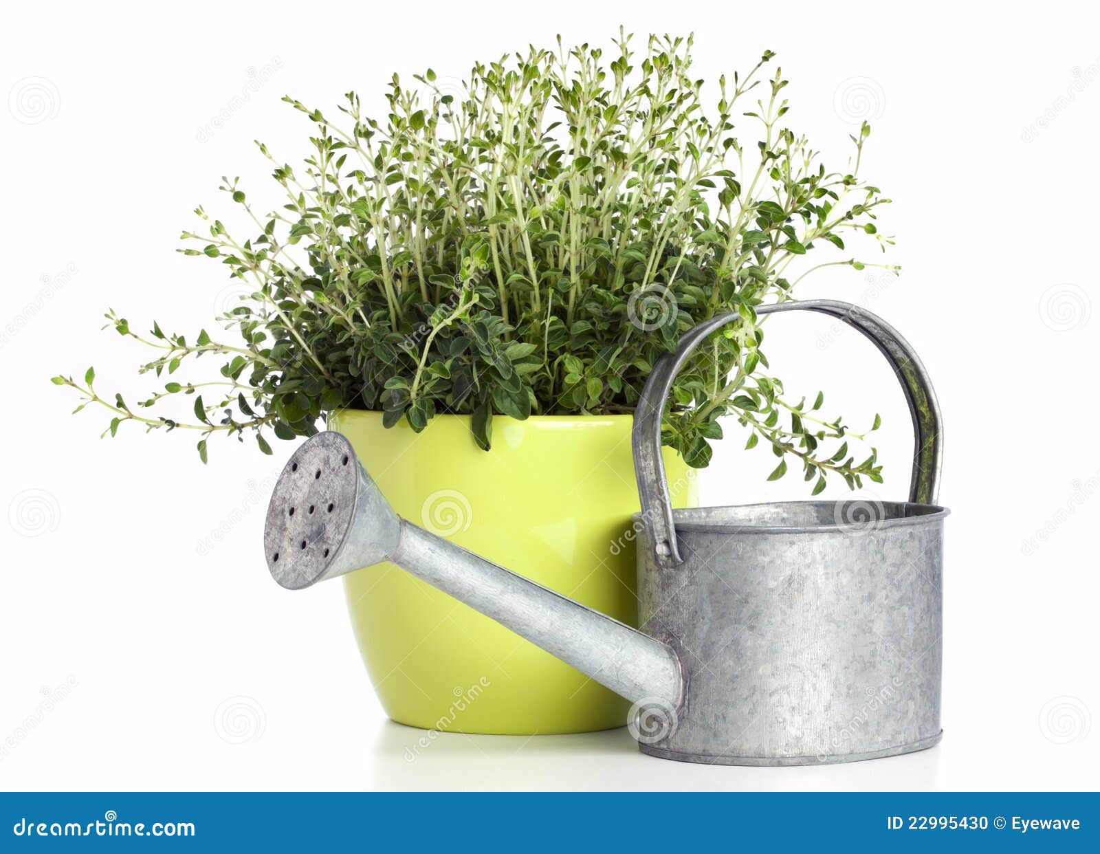 Potted oregano plant stock photo. Image of isolated, seasoning 22995430