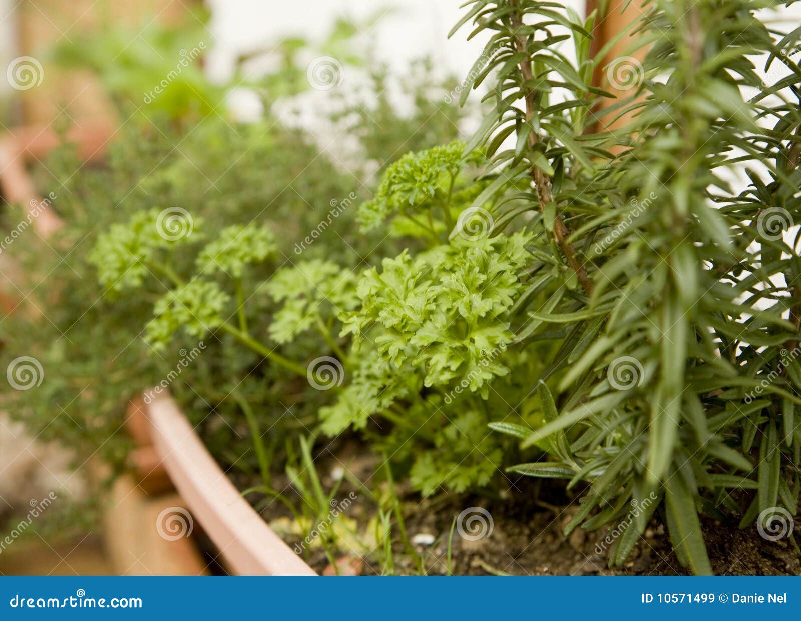 Potted organic herb garden stock image. Image of rosemary 10571499