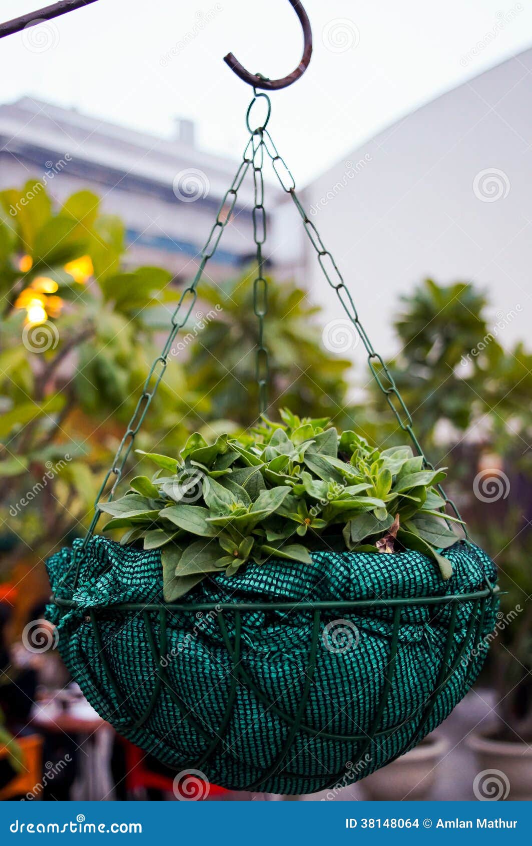 Potted plant in a basket stock photo. Image of gardening 38148064