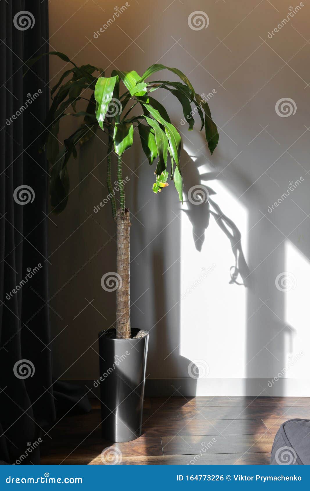 Potted plant on the floor stock photo. Image of wall 164773226