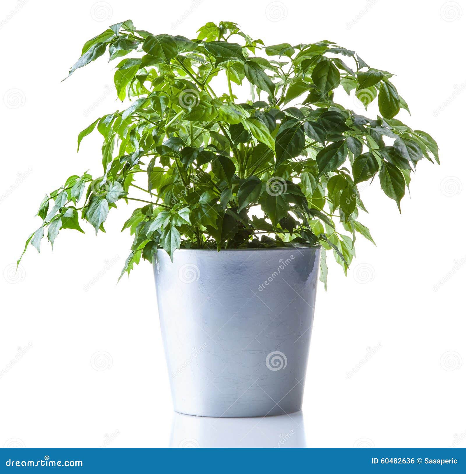 Potted plant isolated stock photo. Image of botanic, house 60482636