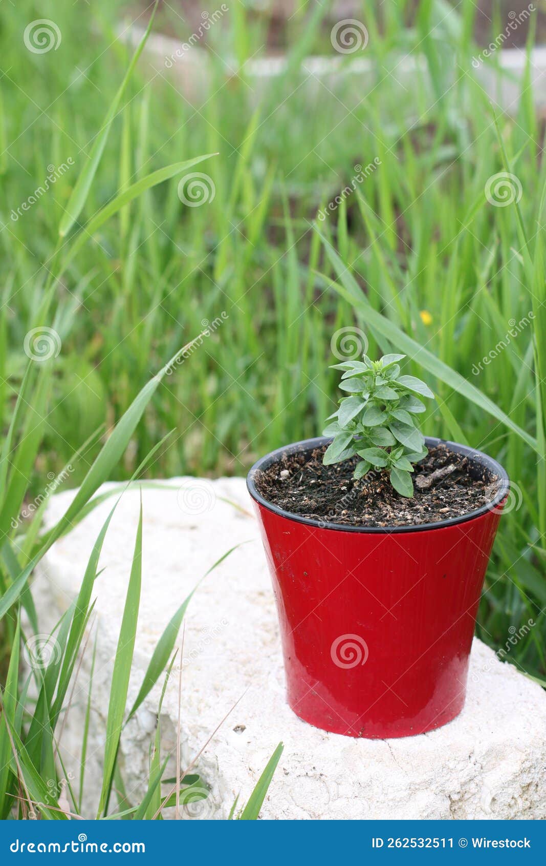 Potted Plant on a Rock in the Grass Stock Image Image of rock