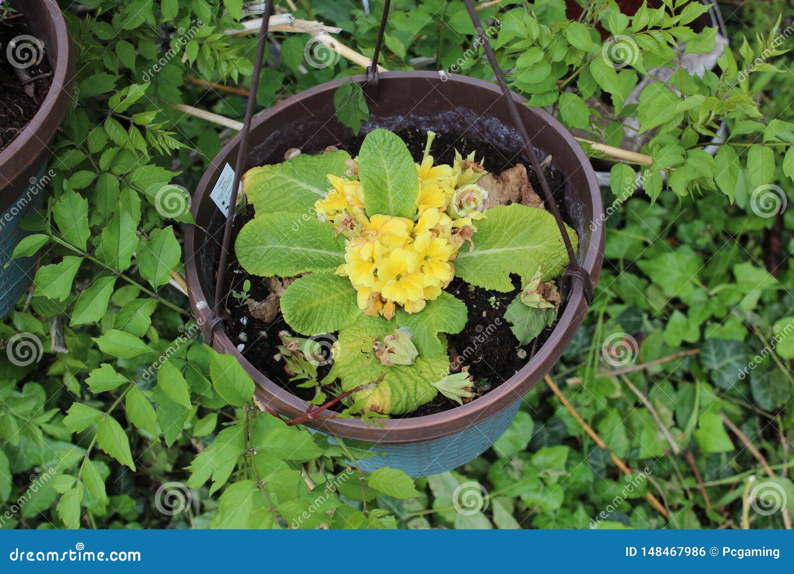 Potted yellow flower stock photo. Image of outdoor, leafs 148467986