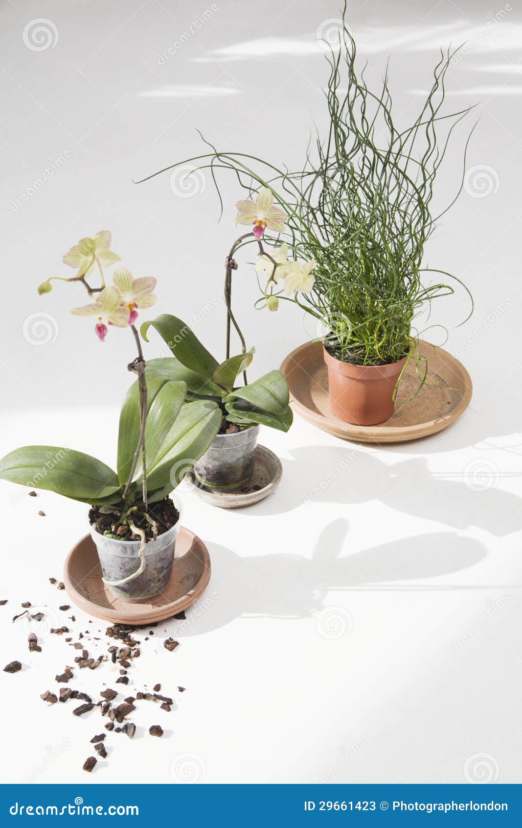 Potted Plants with Dirt stock image. Image of gardening 29661423