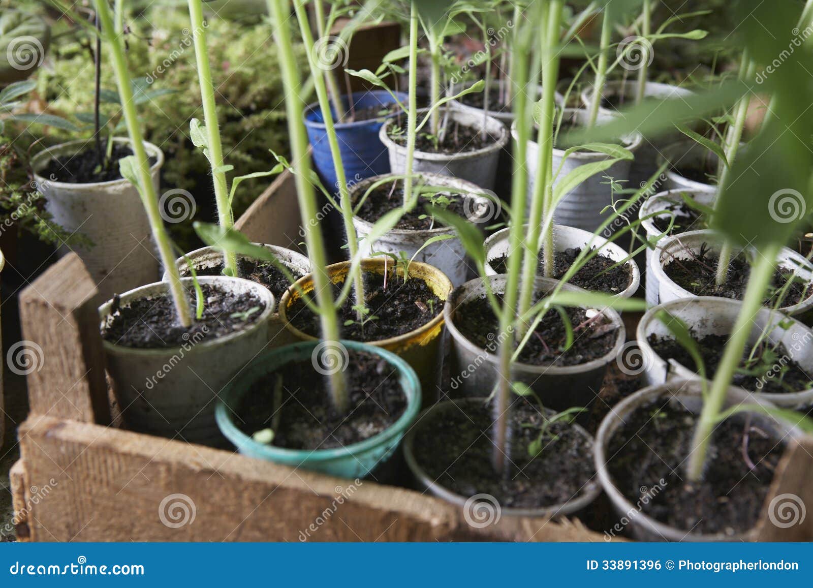 potted plants in greenhouse