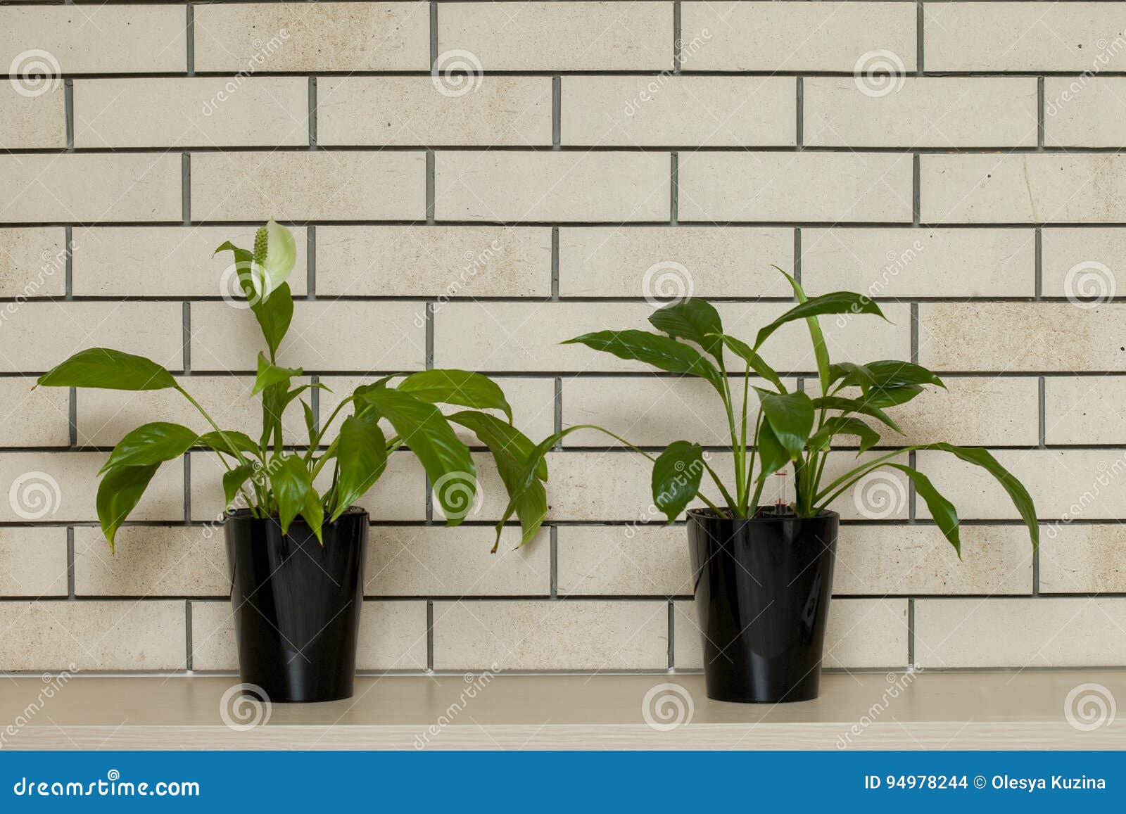 Potted Plants in Pots Against a Brick Wall. Loft Style Interior Stock