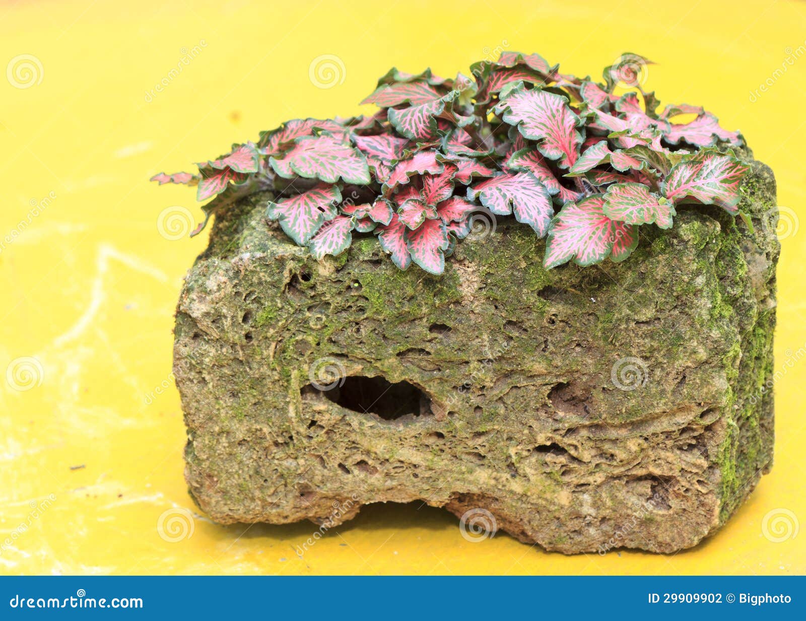 Potted plants in the rock stock photo. Image of cacti 29909902