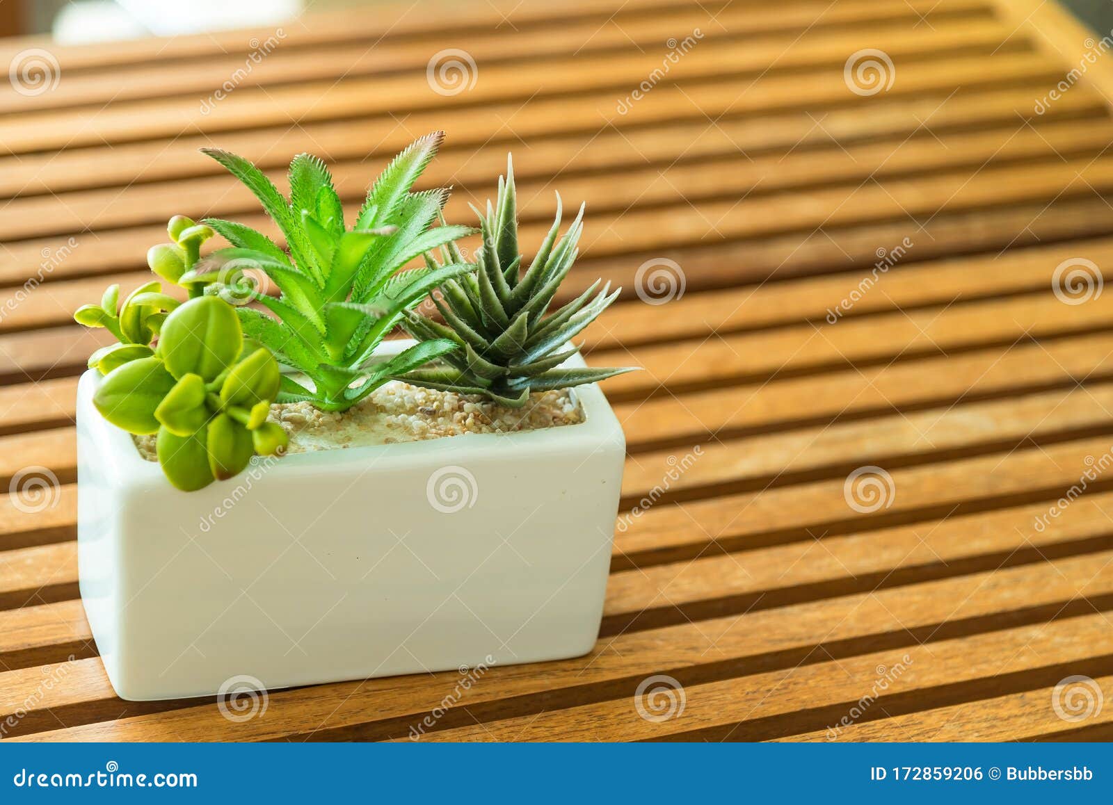 Potted Plants. Room Flowers in a Pot Stock Photo Image of flora