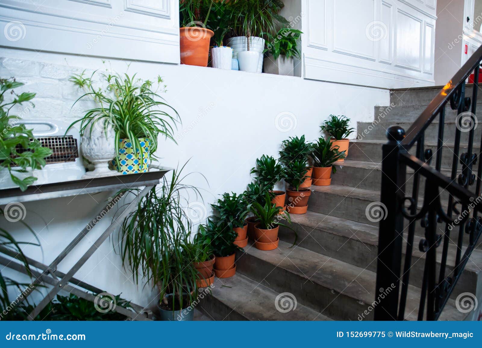 Potted Plants on the Stairs, Stylish Decor Stock Image Image of pots