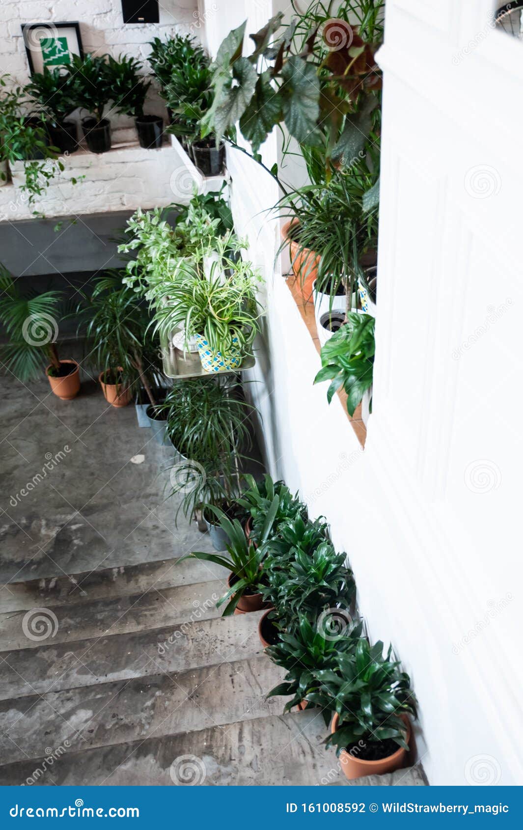 Potted Plants on the Stairs, Stylish Decor Stock Photo Image of