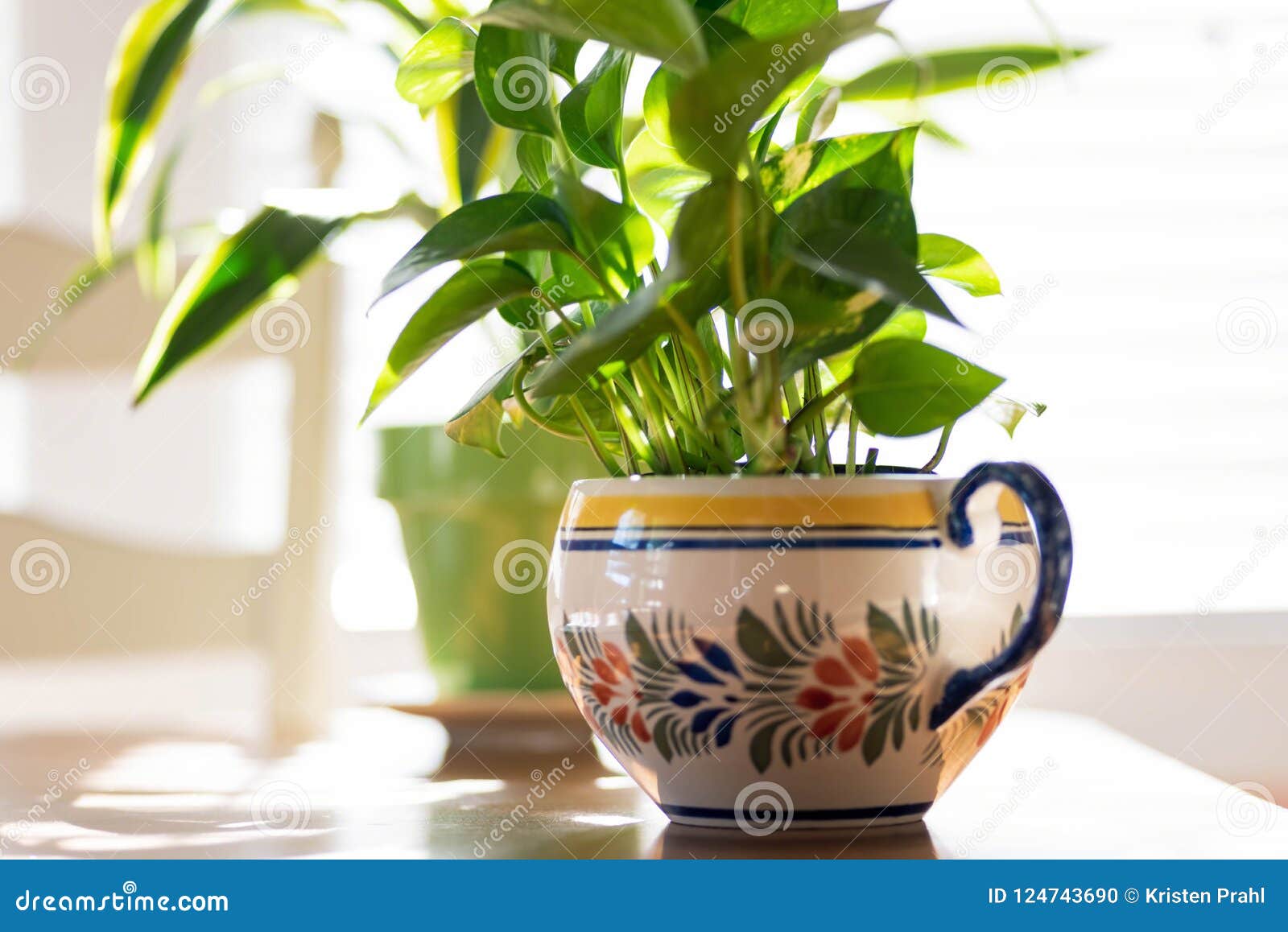 Potted Plants in the Sunlight on the Kitchen Table Stock Photo Image
