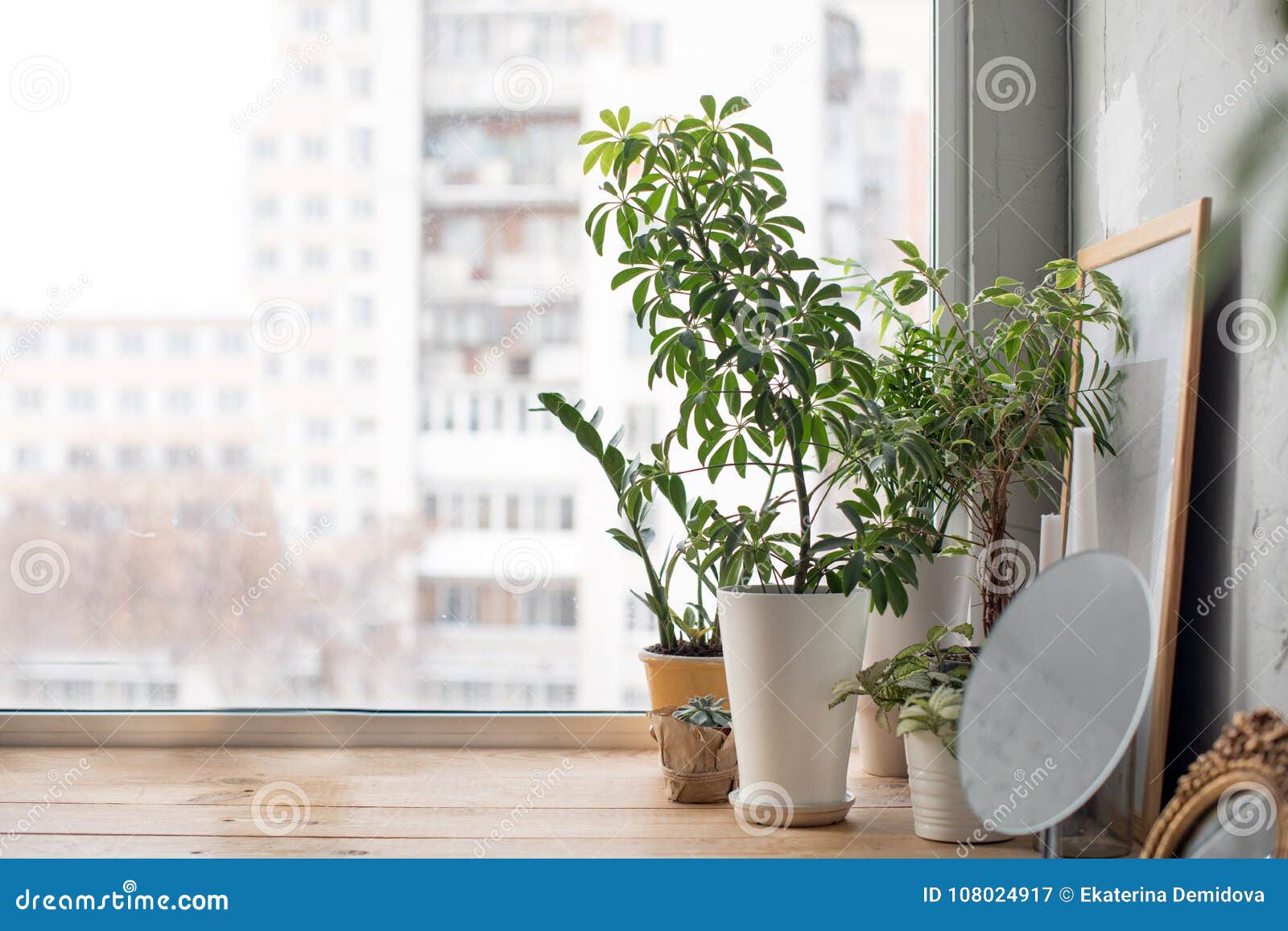 potted plants on window sill