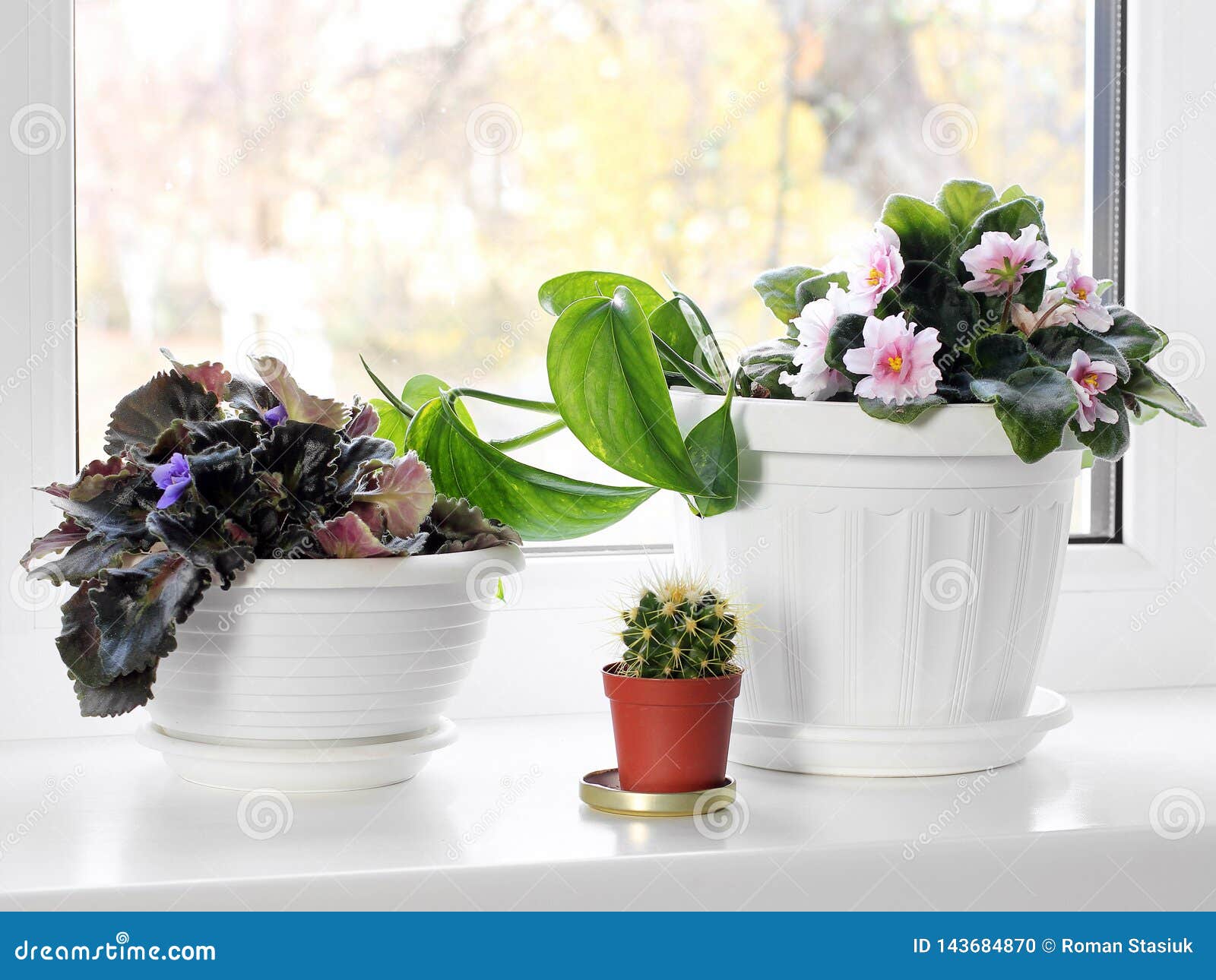 Potted Plants On The Windowsill Stock Photo Image of room, background