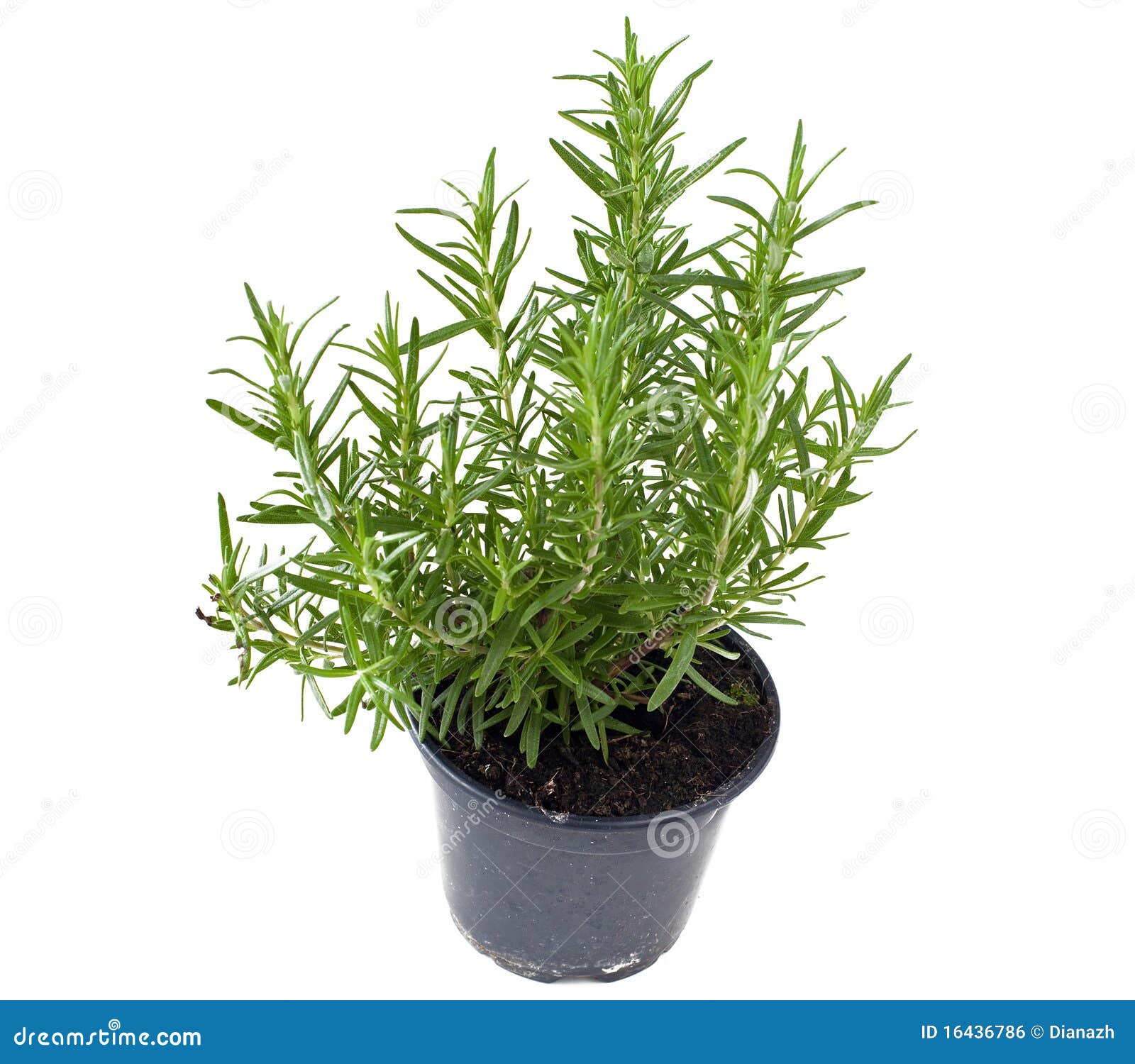 Potted Rosemary Royalty Free Stock Image Image 16436786