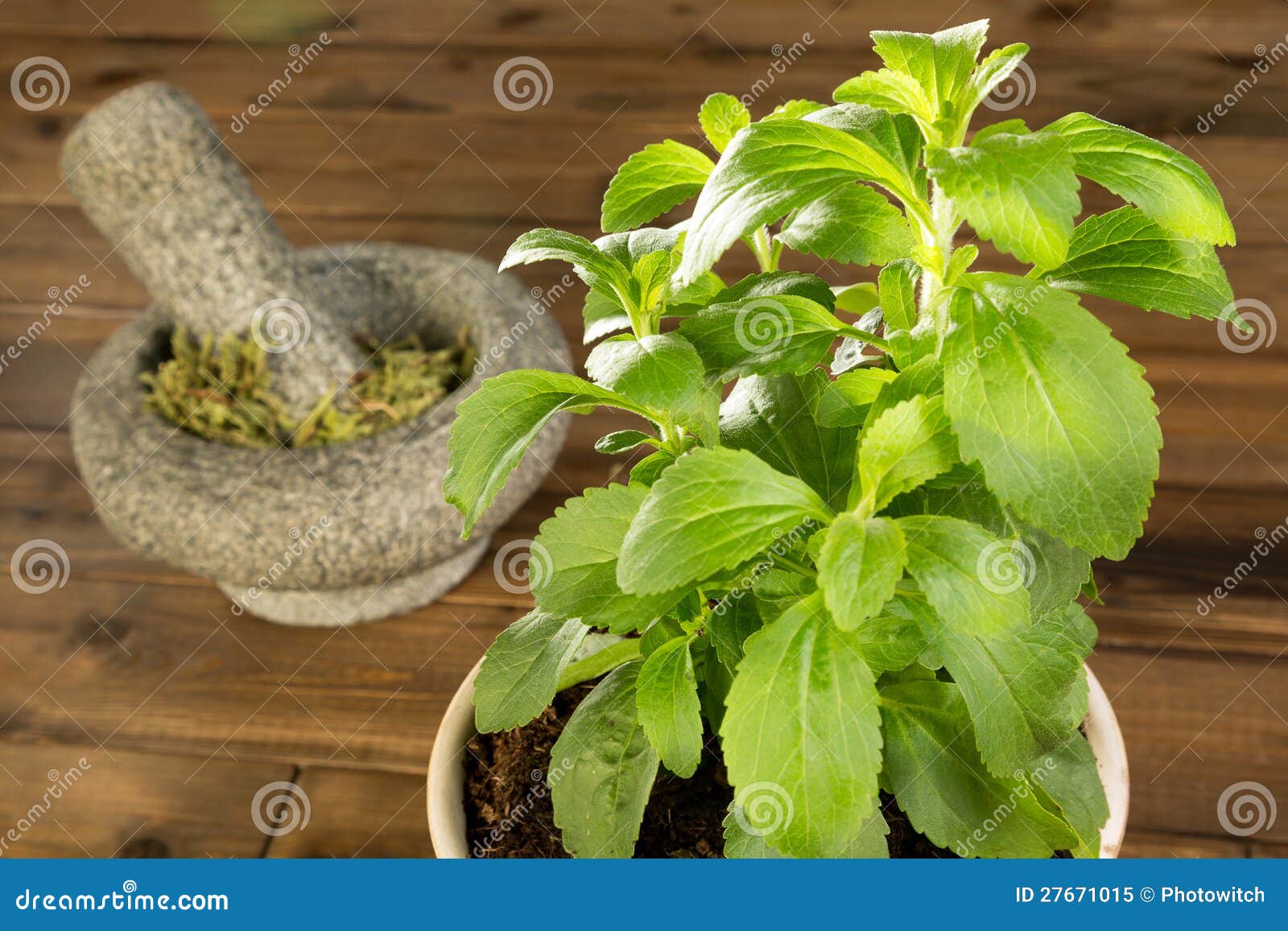 potted stevia plant