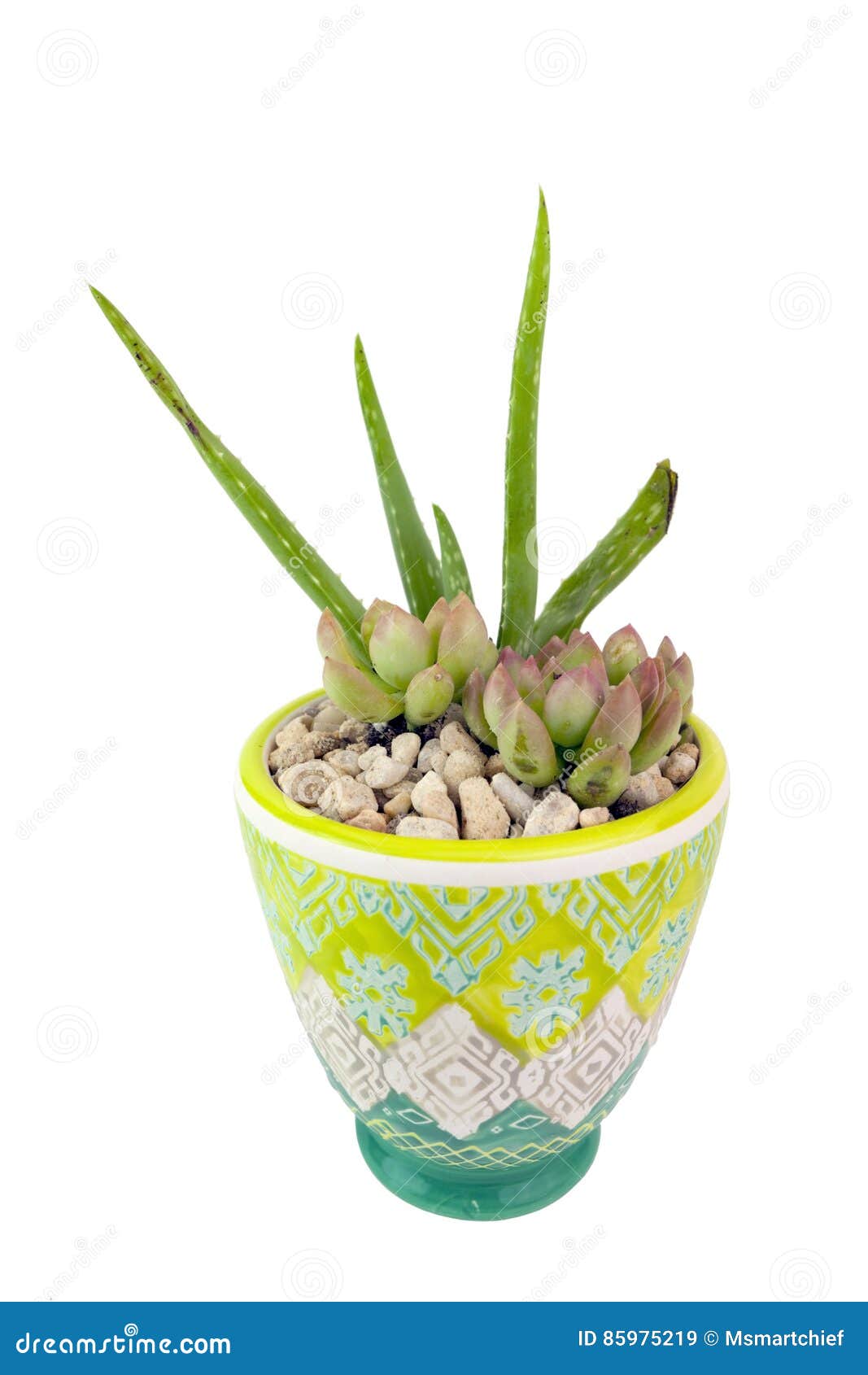 Potted Succulents stock image. Image of plant, horticulture 85975219