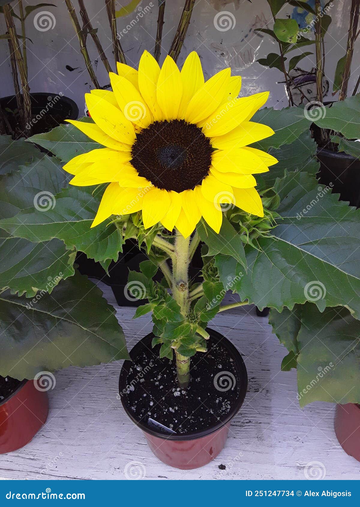 Potted Sunflower in a Flower Shop Stock Photo - Image of leaf, flower ...