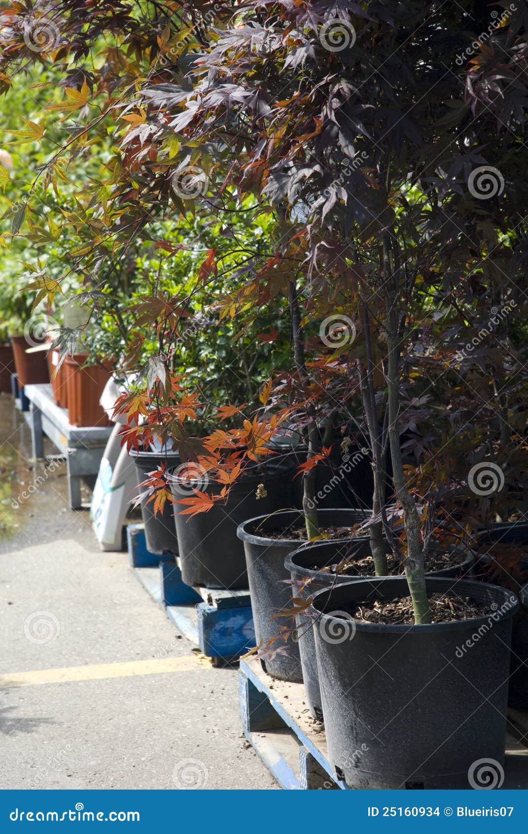 Potted Trees stock photo. Image of sale, display, assortment 25160934