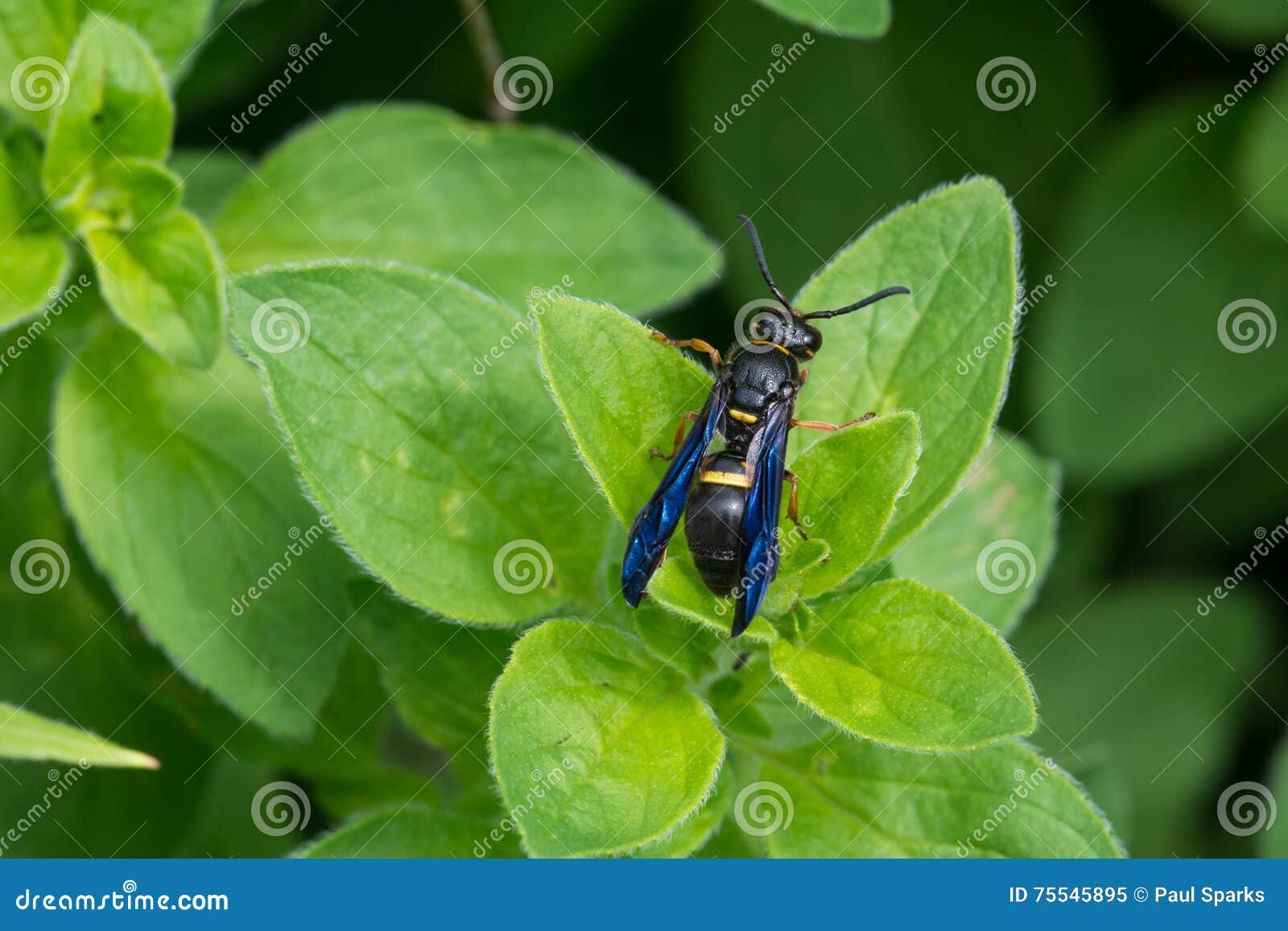 Potter Wasp stock image. Image of wasp, leaf, outdoors 75545895