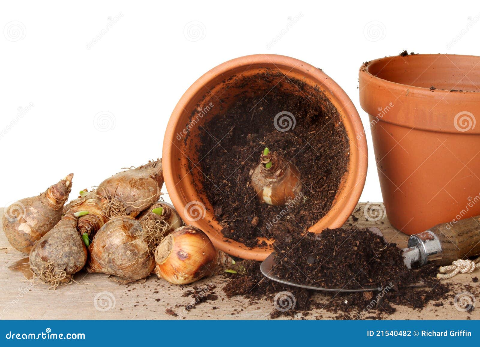 Potting daffodil bulbs stock photo. Image of wood, wooden 21540482