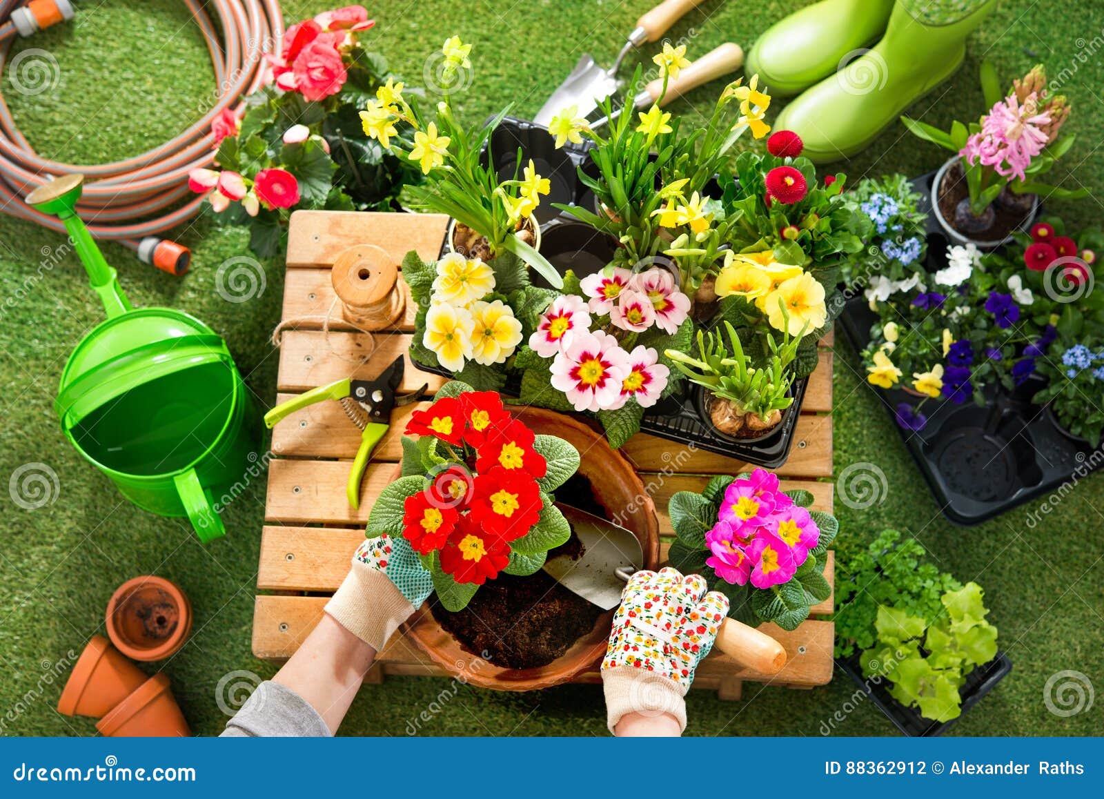 Potting Flowers in the Garden Stock Photo Image of outdoors, dirt