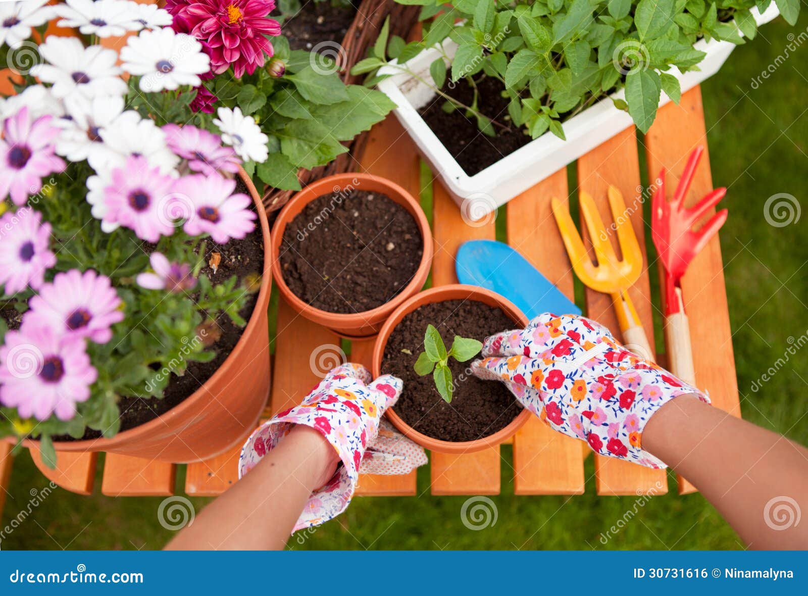 Potting flowers stock photo. Image of health, botany 30731616