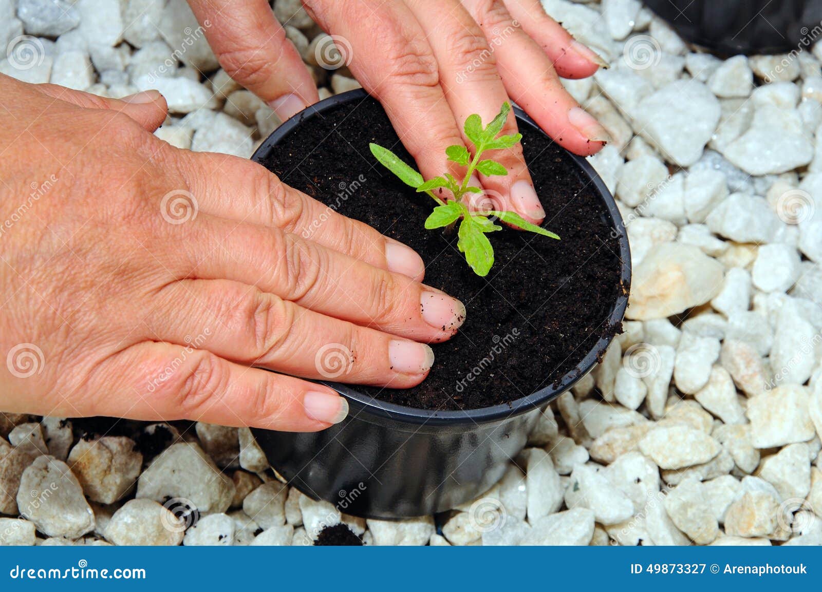 Potting Up Tomato Seedling. Stock Image Image of seedling, leaves