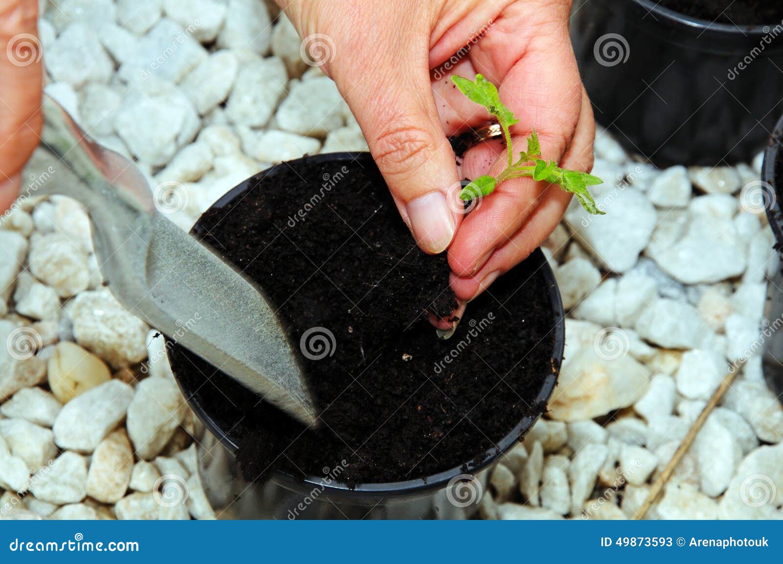 Potting Up Tomato Seedling. Stock Image Image of horticulture
