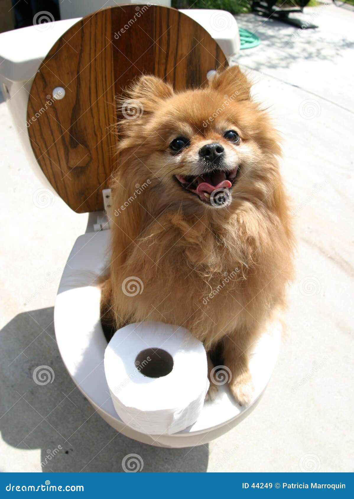 pomeranian potty training