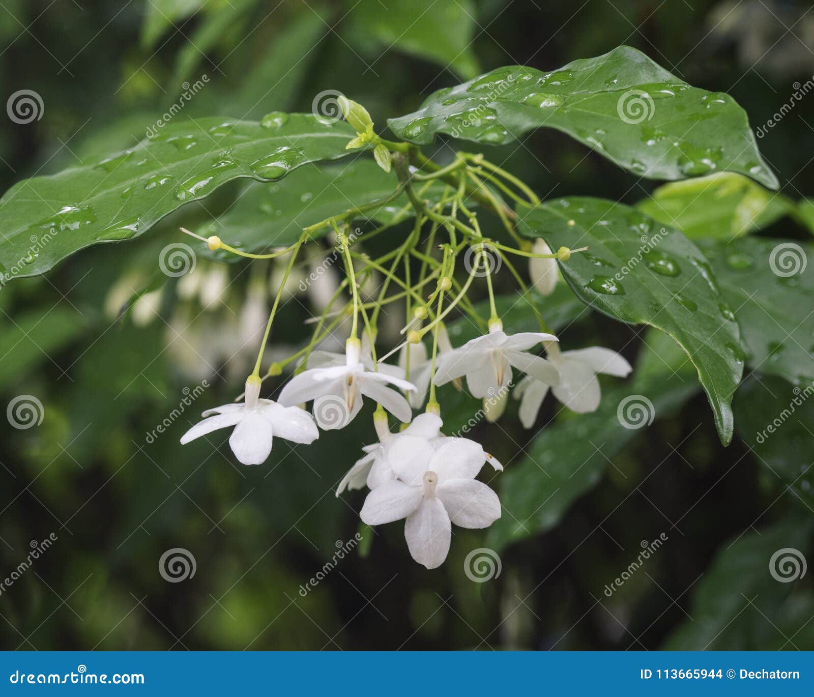 Pouca flor branca do religiosa de Wrightia no jardim da natureza. Close up do grupo da flor asiática tropical branca Wrightia Religiosa Benth